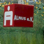 Alnus-Würfel