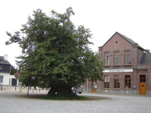 400jährige Linde; Foto: LimoWreck (Wikimedia Commons) 400jährige Linde; Foto: LimoWreck (Wikimedia Commons)