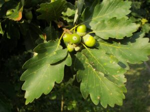Traubeneiche; Foto: Nikanos (Wikimedia Commons) Traubeneiche; Foto: Nikanos (Wikimedia Commons)