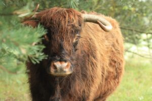 Fahrradexkursion in die Hobrechtsfelder Rieselfeldlandschaft