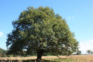 Obstbaumschnittseminar und Gartenfest am 13.02.2016
