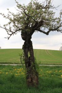 Hohler_Apfelbaum