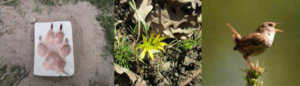 Alnus-Woche: 11.4 -17.4.2016