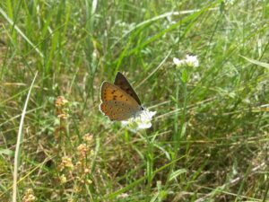 20170713_133635_resized_1