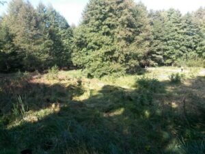 Eine Wiese und viele Naturschützer*innen – Die zweite Wiesenmahd am Eichwerder 2019