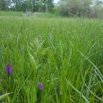 Wiese Eichwerder - Orchideen (2)