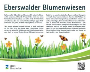Read more about the article Exkursion zu den Eberswalder Blumenwiesen