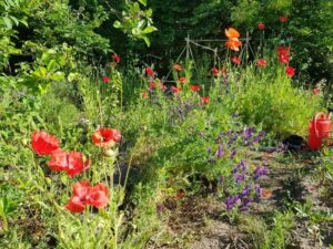 Was ist eigentlich letztes Jahr so im BV – Garten los gewesen ?