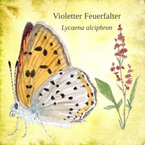 2_Karte_VioletterFeuerfalter