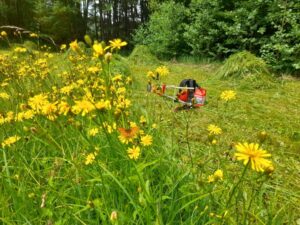 Wiesenmahd