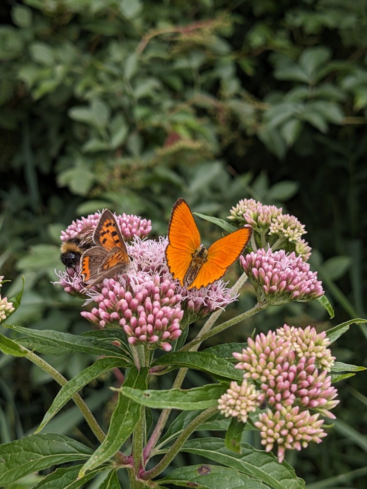 Read more about the article Schmetterlings- und Libellen-Ausflug