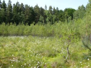 Waldmoor-Exkursion mit der ANW Hochschulgruppe Eberswalde