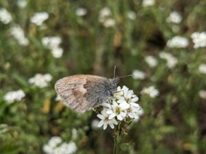 Wiesenmahd Finow